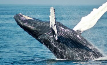 Whales & Waves Experience